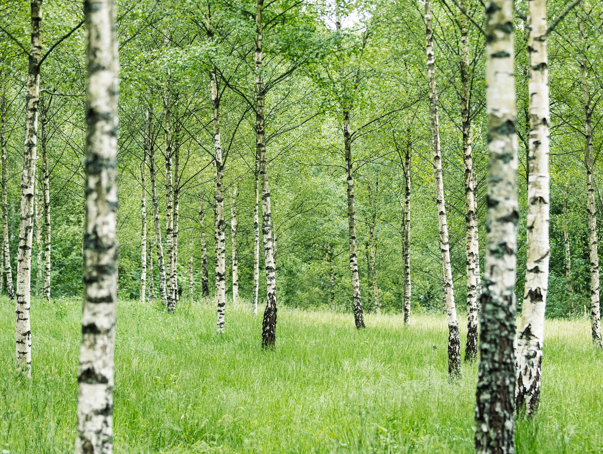 Bjork Skogen-Medium-Rez-utan martin (kopia).jpg